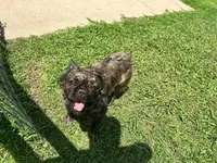 Nyla, a female French Bulldog for sale in Dallas, TX – Photo 4 of 4