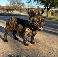 Nyla, a female French Bulldog for sale in Dallas, TX – Photo 2 of 4