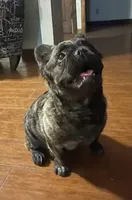 Nyla, a female French Bulldog for sale in Dallas, TX – Photo 1 of 4