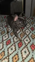 Blue and Tan, a female French Bulldog for sale in Dallas, TX – 3 of 7