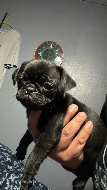 Black pug – Pug puppy for sale in Dallas, TX