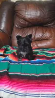 Fluffy frenchie, a female French Bulldog for sale in Dallas, TX – 2 of 5