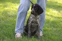 Dixie , a female German Shorthaired Pointer for sale in Rancho Cucamonga, CA – Photo 5 of 8