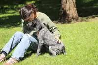 Dixie , a female German Shorthaired Pointer for sale in Rancho Cucamonga, CA – Photo 2 of 8