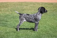 Dixie , a female German Shorthaired Pointer for sale in Rancho Cucamonga, CA – Photo 7 of 8