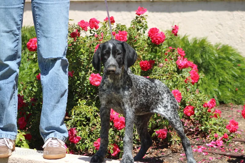 Dixie  – German Shorthaired Pointer puppy for sale in Rancho Cucamonga, CA