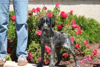 Dixie , a female German Shorthaired Pointer for sale in Rancho Cucamonga, CA – Photo 1 of 8