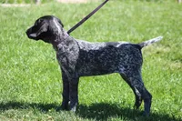 Dixie , a female German Shorthaired Pointer for sale in Rancho Cucamonga, CA – Photo 4 of 8