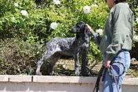 Dixie , a female German Shorthaired Pointer for sale in Rancho Cucamonga, CA – Photo 3 of 8