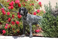 Dixie , a female German Shorthaired Pointer for sale in Rancho Cucamonga, CA – Photo 6 of 8