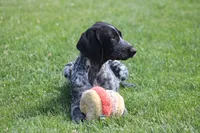 Dixie , a female German Shorthaired Pointer for sale in Rancho Cucamonga, CA – Photo 8 of 8