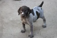 Rocky, a male German Shorthaired Pointer for sale in Rancho Cucamonga, CA – 5 of 10