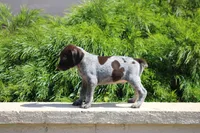Rocky, a male German Shorthaired Pointer for sale in Rancho Cucamonga, CA – 8 of 10