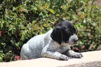 Nala, a female German Shorthaired Pointer for sale in Rancho Cucamonga, CA – 2 of 5