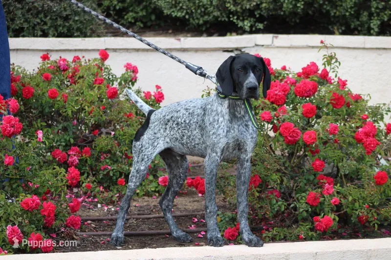 Leo – German Shorthaired Pointer puppy for sale in Rancho Cucamonga, CA