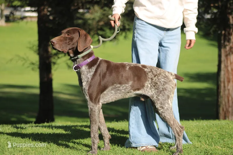 Rocky, a male German Shorthaired Pointer for sale in Rancho Cucamonga, CA – Photo 1 of 2