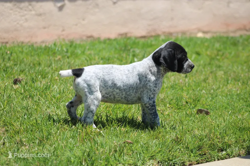 Nala – German Shorthaired Pointer puppy for sale in Rancho Cucamonga, CA