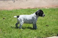 Nala, a female German Shorthaired Pointer for sale in Rancho Cucamonga, CA – 3 of 5