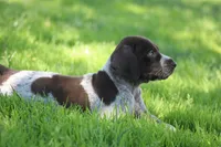 Rocky, a male German Shorthaired Pointer for sale in Rancho Cucamonga, CA – 4 of 10