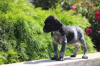 Milo, a male German Shorthaired Pointer for sale in Rancho Cucamonga, CA – 4 of 7