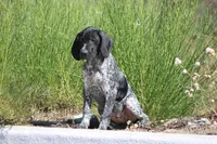 Jolene , a female German Shorthaired Pointer for sale in Rancho Cucamonga, CA – 4 of 5