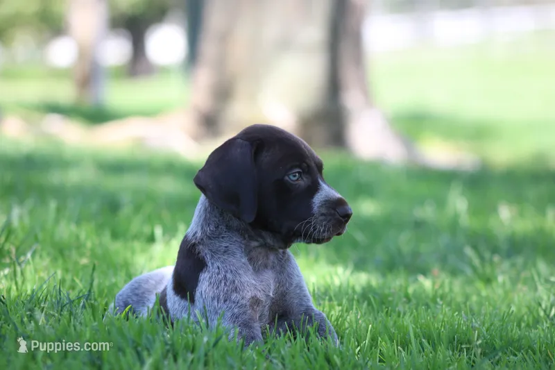 Rocky – German Shorthaired Pointer puppy for sale in Rancho Cucamonga, CA