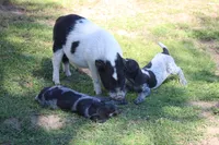 Bridget , a female German Shorthaired Pointer for sale in Rancho Cucamonga, CA – 3 of 3