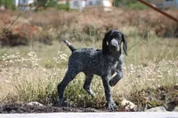 Max, a male German Shorthaired Pointer for sale in Rancho Cucamonga, CA – 4 of 6