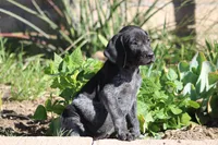 Rocky, a male German Shorthaired Pointer for sale in Rancho Cucamonga, CA – Photo 1 of 4