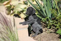 Rocky, a male German Shorthaired Pointer for sale in Rancho Cucamonga, CA – Photo 4 of 4