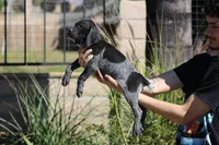 Rocky, a male German Shorthaired Pointer for sale in Rancho Cucamonga, CA – Photo 3 of 4