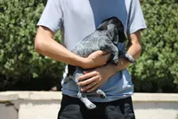 Leo, a male German Shorthaired Pointer for sale in Rancho Cucamonga, CA – 6 of 9