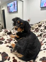 Mimi , a female Miniature Dachshund for sale in Rancho Cucamonga, CA – Photo 5 of 5