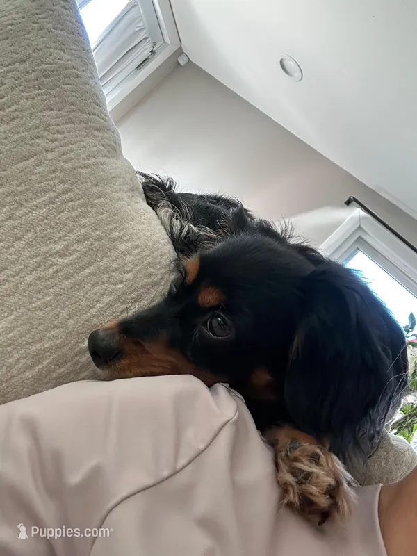 Mimi  – Miniature Dachshund puppy for sale in Rancho Cucamonga, CA