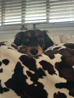 Mimi , a female Miniature Dachshund for sale in Rancho Cucamonga, CA – Photo 3 of 5