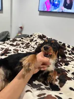 Mimi , a female Miniature Dachshund for sale in Rancho Cucamonga, CA – Photo 2 of 5