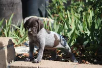 Rocky, a male German Shorthaired Pointer for sale in Rancho Cucamonga, CA – 6 of 10