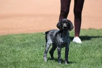 Bridget , a female German Shorthaired Pointer for sale in Rancho Cucamonga, CA – Photo 3 of 4