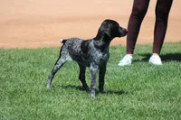 Bridget , a female German Shorthaired Pointer for sale in Rancho Cucamonga, CA – Photo 2 of 4