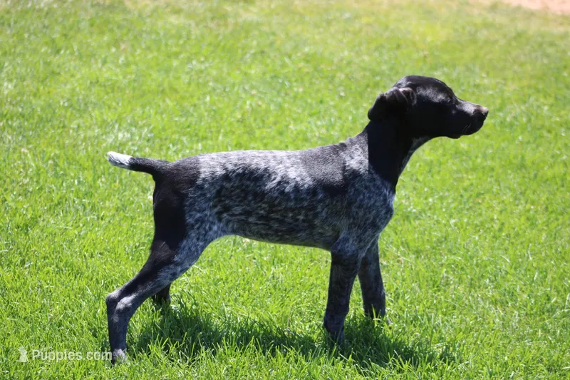 Bridget  – German Shorthaired Pointer puppy for sale in Rancho Cucamonga, CA