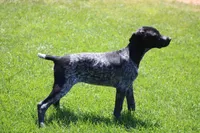Bridget , a female German Shorthaired Pointer for sale in Rancho Cucamonga, CA – Photo 1 of 4