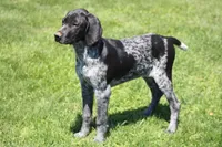 Bridget , a female German Shorthaired Pointer for sale in Rancho Cucamonga, CA – Photo 4 of 4