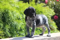 Milo, a male German Shorthaired Pointer for sale in Rancho Cucamonga, CA – 7 of 7