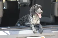 Zoe, a female German Shorthaired Pointer for sale in Rancho Cucamonga, CA – 6 of 10