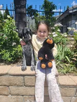 Rocky, a male German Shorthaired Pointer for sale in Rancho Cucamonga, CA – 5 of 7