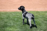 Rocky, a male German Shorthaired Pointer for sale in Rancho Cucamonga, CA – 7 of 7