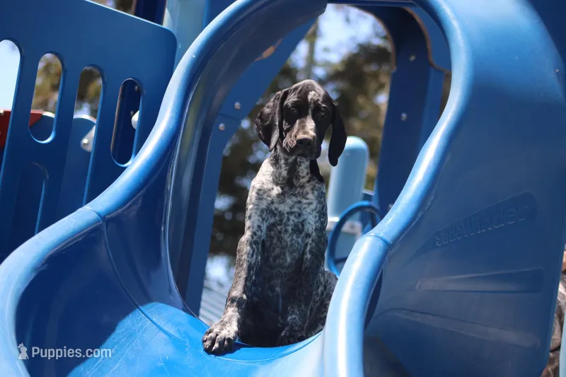 Rocky – German Shorthaired Pointer puppy for sale in Rancho Cucamonga, CA