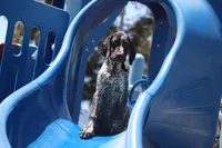 Rocky, a male German Shorthaired Pointer for sale in Rancho Cucamonga, CA – 6 of 7