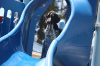 Rocky, a male German Shorthaired Pointer for sale in Rancho Cucamonga, CA – 3 of 7