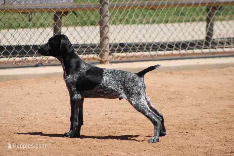 Rocky – German Shorthaired Pointer puppy for sale in Rancho Cucamonga, CA